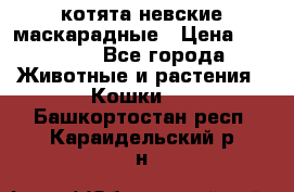 котята невские маскарадные › Цена ­ 18 000 - Все города Животные и растения » Кошки   . Башкортостан респ.,Караидельский р-н